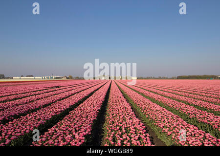 Landschaft mit zahllosen farbigen rosa Tulpen in einer Reihe in einem niederländischen Frühling Landschaft an einem sonnigen Tag Stockfoto