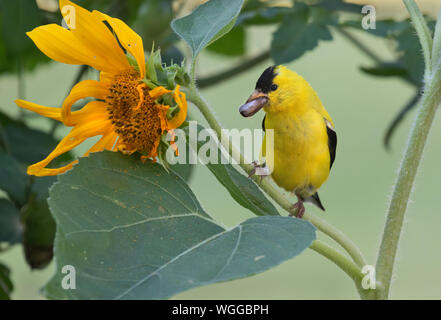 American goldfinch (spinus Tristis) männliche Fütterung auf Sonnenblumen, Iowa, USA. Stockfoto