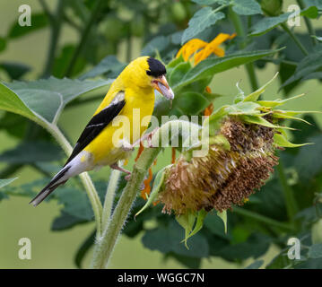 American goldfinch (spinus Tristis) männliche Fütterung auf Sonnenblumen, Iowa, USA. Stockfoto