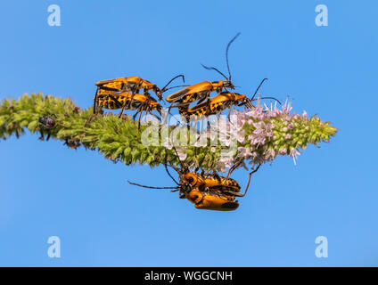 Goldrute Soldat Käfer (Chauliognathus pennsylvanicus), masse Paaren auf Minze Blume, Iowa, USA. Stockfoto