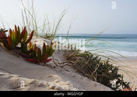 Surfers Paradise Peniche Stockfoto