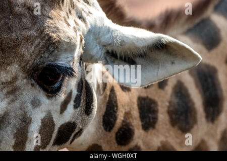 Giraffen hautnah Stockfoto