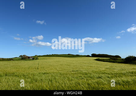 Bereich der grünen Weizen in den Wind auf einem sanft gerundete Hügel gekrönt mit blauem Himmel und weißen Wolken Stockfoto