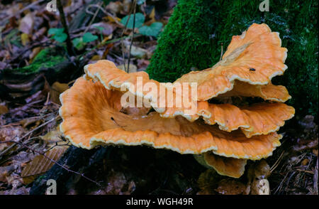 Alte riesen Schwefel Regal Pilze closeup, Bialowieza, Polen, Europa Stockfoto