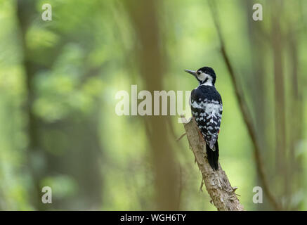 Weiß-backed Woodpecker (Dendrocopos Leucotos) Weibliche im Frühjahr gegen grüne unscharfen Hintergrund, Bialowieza, Polen, Europa Stockfoto