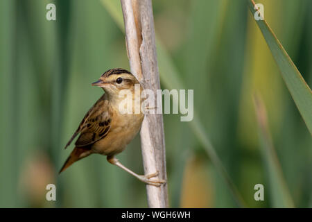 Schilfrohrsänger (Acrocephalus schoenobaenus) auf Reed im Sommer, Podlasien, Polen, Europa Stockfoto