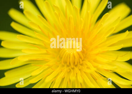 Eine Nahaufnahme von einem Löwenzahn blüht im Frühling. Stockfoto