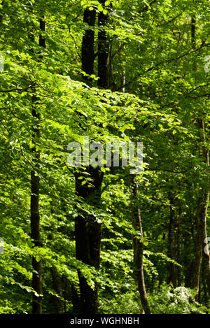 Dense beech woodland in spring at Long Wood in the Mendip Hills North Devon Coast National Landscape, Somerset, England. Stockfoto