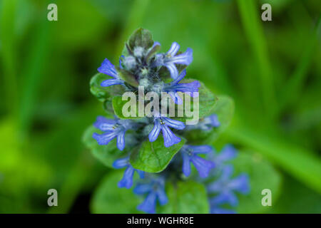 Bugle (Ajuga reptans) in Blume in einem Wald im Südwesten von England. Auch bekannt als Blaue Bugle, Bugleherb, Bugleweed, Carpetweed, Teppich bugleweed oder gemeinsamen Bugle. Stockfoto