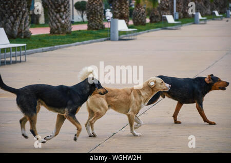 Eine Gruppe von streunenden Hunden überqueren Sie die Straße in einer Stadt Park. Leben der Straße doggies. Foto mit blur in Bewegung. Stockfoto