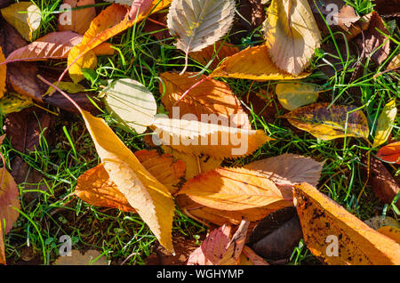 Helles Laub im grünen Gras. Der Herbst kommt. Ansicht von oben. Stockfoto