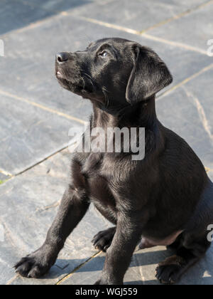 Schwarzer Labrador Welpe, 3 Monate alt Stockfoto