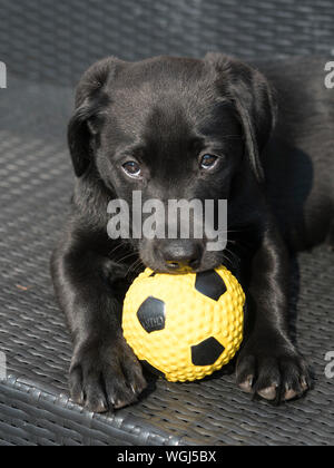 Schwarzer Labrador Welpe, 3 Monate alt mit Kugel Stockfoto
