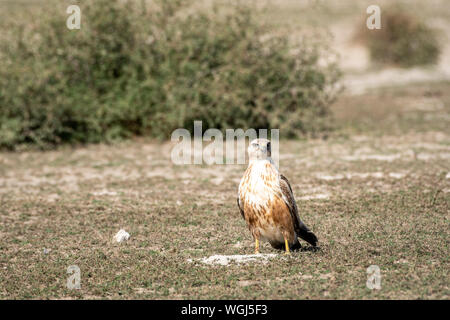 Sauberes Bild von Long legged Buzzard oder Buteo rufinus Portrait. Er saß im freien Feld mit einem schönen grünen Hintergrund bei Tal Chhapar Heiligtum Stockfoto