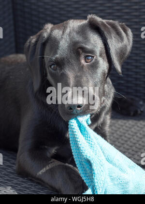 Schwarzer Labrador Welpe mit Tuch Stockfoto