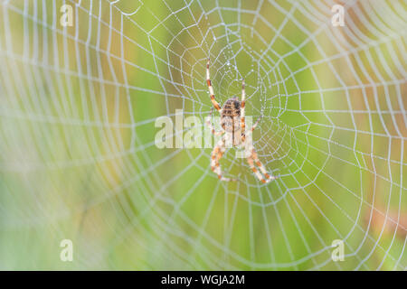 Gemeinsamen Garten Spider/Araneus diadematus auf Web mit Tautropfen am Morgen den Sonnenaufgang erwischt. Metapher gefangen im Web, Web von Lügen. Stockfoto