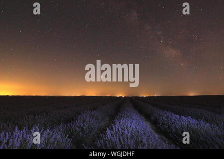 Campos de Lavanda en Villardefrades, Provincia de Valladolid, Castilla y Leon, Spanien. fotografia nocturna Stockfoto