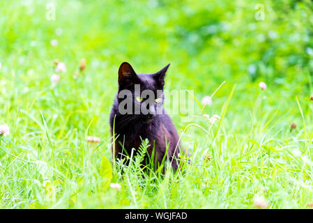 Weiße Katze spähend durch das Unterholz, Hinterhalt für die Jagd Stockfoto