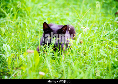 Weiße Katze spähend durch das Unterholz, Hinterhalt für die Jagd Stockfoto