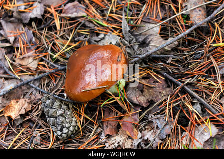Xerocomus badius Pilz wächst im Wald. Stockfoto