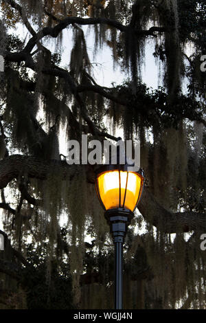 Straßenlaterne bei Dämmerung mit spanischem Moos. Stockfoto