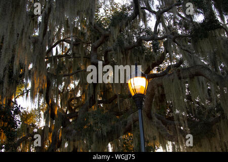 Straßenlaterne bei Dämmerung mit spanischem Moos. Stockfoto