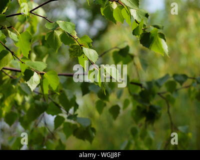 Chinesische rote Birke grüne Blätter Laub Betula albosinensis Stockfoto