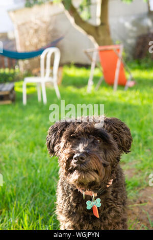 Hund sitzt im Garten im Hinterhof zwergschnauzer Pudel mix schnoodle Welpen Stockfoto