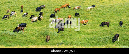 Kuhherde weidet auf der grünen Frühling Weide. Kopieren Sie Platz für Text. Stockfoto