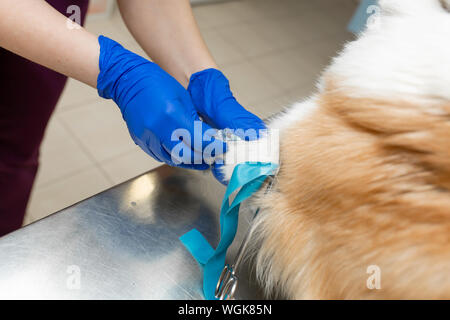 Professionelle Tierarzt Impfstoffe corgi Rasse Hund in der Tierklinik. Stockfoto