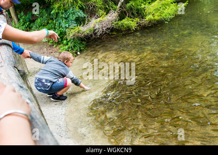 Junge Kind erreichen, die für die kleinen Forellen (Salmo trutta) in der Forellenzucht Teich während Elternteil seine Hand halten, Szalajka-völgy Tal, Ungarn Stockfoto