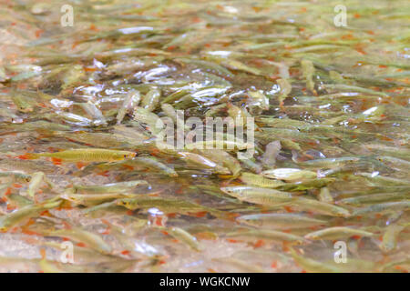 Kleine Forellen (Salmo trutta) in der Forellenzucht Teich, Szalajka-völgy Szalajka-tal, Ungarn Stockfoto