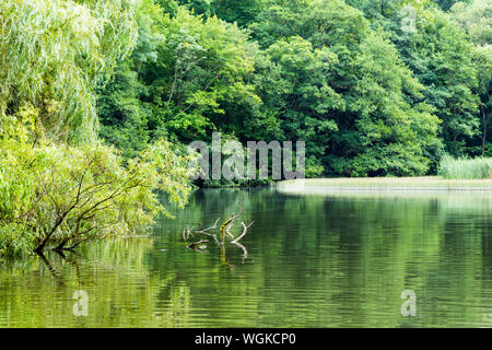 Forelle Teich See Blick in Szalajka-völgy Szalajka-tal, Ungarn Stockfoto