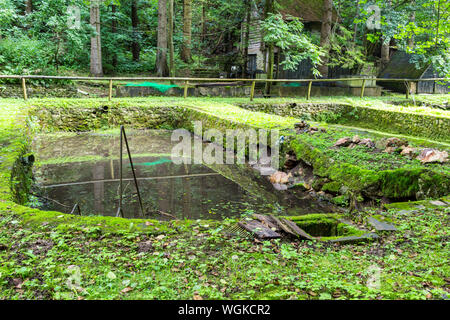 Forelle wachsenden Zucht Teich Pool in Szalajka-völgy Szalajka-tal, Ungarn Stockfoto