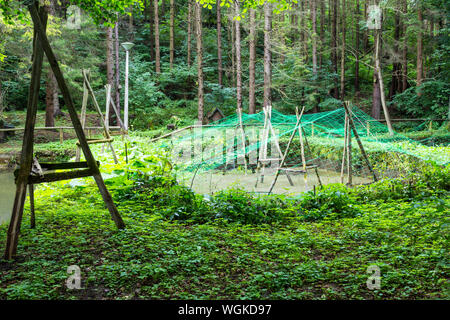 Forelle wachsenden Zucht Teich Pool in Szalajka-völgy Szalajka-tal, Ungarn Stockfoto