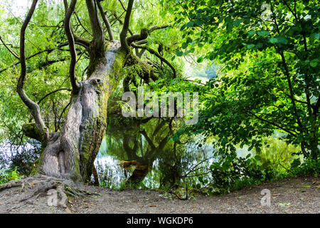 Alte Willow Tree über die Forelle schiefen Teich See in Szalajka-völgy Szalajka-tal, bükki Nationalpark, Ungarn Stockfoto