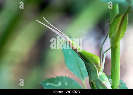 Close up Portrait von Kegel - vorangegangen Grasshopper (Acrida ungarica) Stockfoto