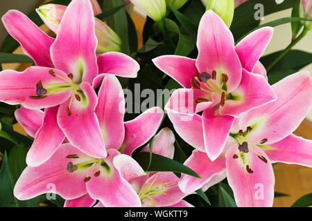 Blumenstrauß der frischen rosa Lilien - Ansicht von oben Stockfoto