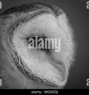 Barn Owl Profil Portrait, extreme Close-up, B&W Stockfoto