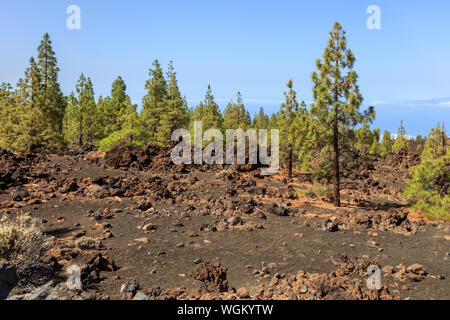 Kanarischen Kiefernwald im Nationalpark Teide, Teneriffa Stockfoto