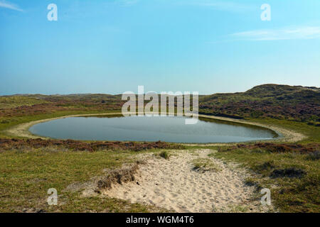 Waterin Loch für Tiere im Naturschutzgebiet "Bollekamer' auf der Insel Texel in Nord Holland Stockfoto
