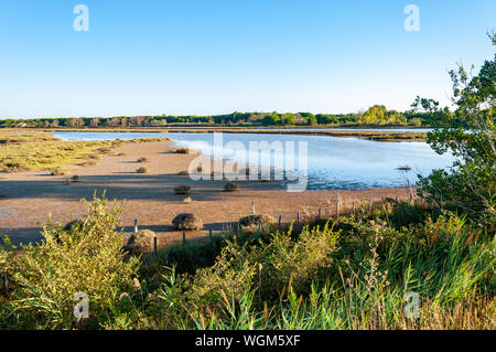 Naturpark der Camargue, einer Region im Süden von Frankreich ist reich an Wasser und Wiesen, bekannt für weiße Pferde, weidenden Stiere und rosa Flamingos. Stockfoto