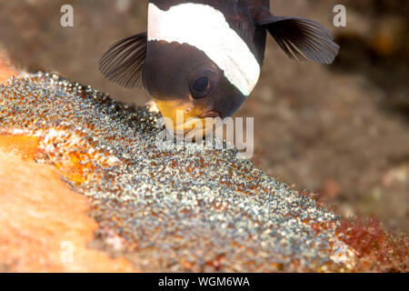 Ein clown Fische im Tulamben Region Indonesiens reinigt und belüftet sein Nest Die Eier bevor sie ausbrüten. Stockfoto