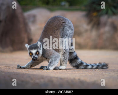 Ring tailed Lemur (Lemur catta Linnaeus) aus Madagaskar suchen in die Kamera während der Suche Essen auf dem Boden Stockfoto