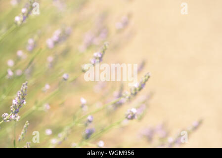 Lavendelsträuchern closeup auf den Sonnenuntergang. Lavendelfeld Nahaufnahme. Blühende Lavendel. Sonnenuntergang Schimmer über lila Blüten von Lavendel. Stockfoto