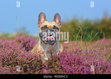 Porträt einer wunderschönen kleinen braunen Französische Bulldogge Hund sitzen in einem Bereich der Lila blühenden Heidekraut Calluna vulgaris 'Pflanzen' Stockfoto