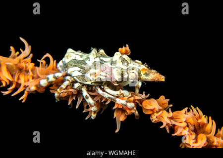 Eine winzige Xeno wire Coral crab auf einem Strang der Peitsche Coral in der Nacht jagt für kleine detritus Partikel im Wasser treiben. Stockfoto