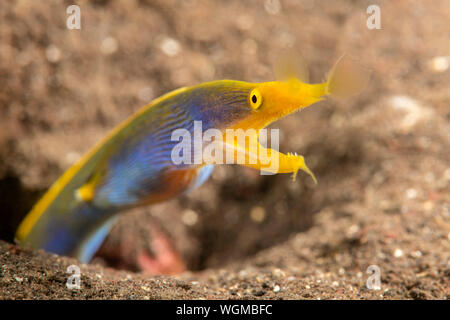 Eine bunte Blue Ribbon eel Pokes aus seinem Sandstrand Burrow, verwendet es einen Lebensraum vor Raubtieren sicher zu bleiben. Stockfoto