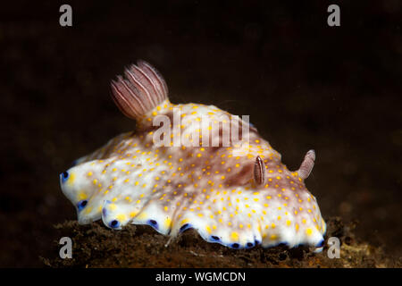 Eine bunte chromodoris Nacktschnecke Schnecke kriecht über den Sand unten in der Nacht auf der Suche nach Nahrung. Stockfoto