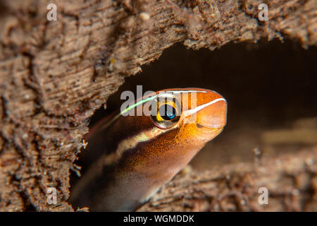Eine kleine blau gestreiften Fang blenny späht um die Ecke eines felsigen Felsspalte. Stockfoto